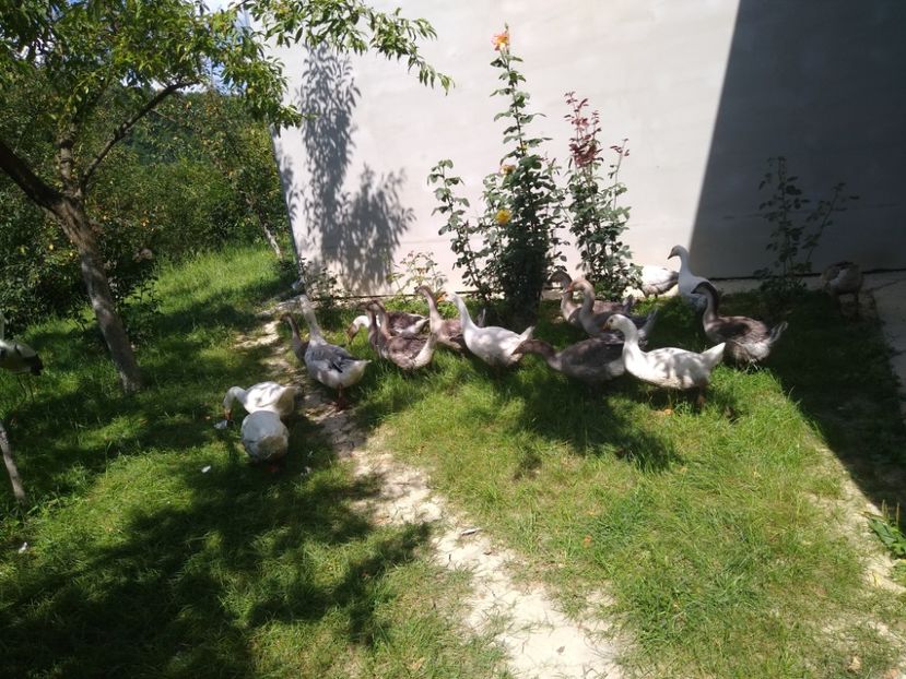  - Gâște africane 2019-2020-2021