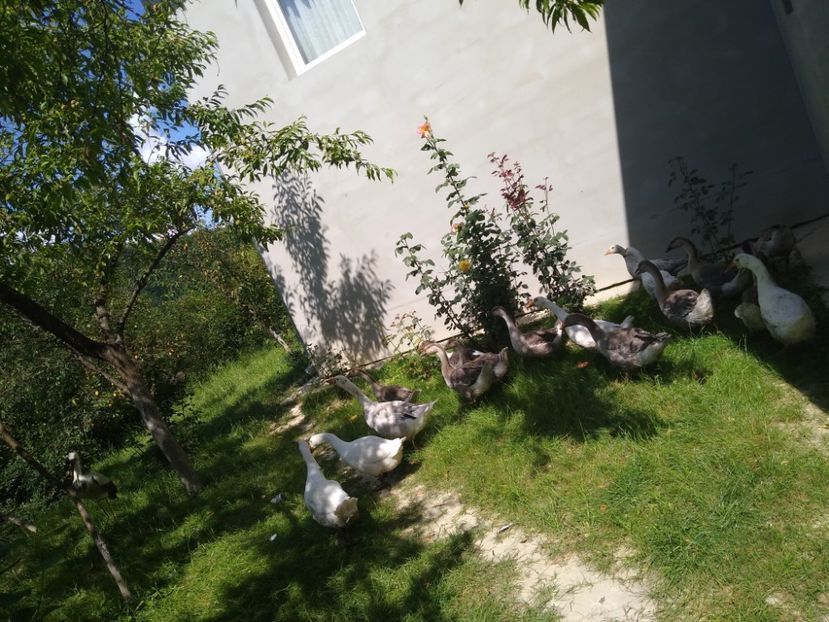  - Gâște africane 2019-2020-2021