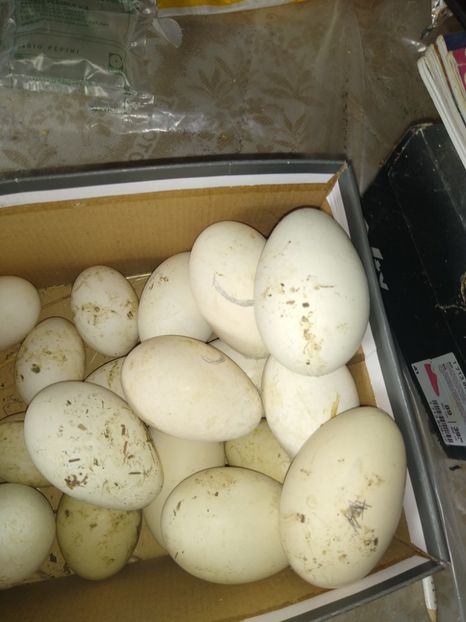  - Gâște africane 2019-2020-2021