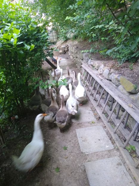  - Gâște africane 2019-2020-2021