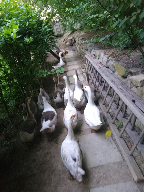  - Gâște africane 2019-2020-2021