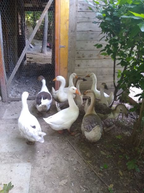  - Gâște africane 2019-2020-2021
