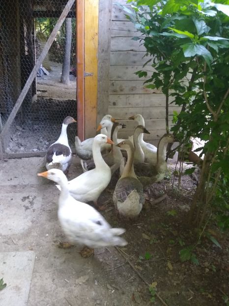  - Gâște africane 2019-2020-2021