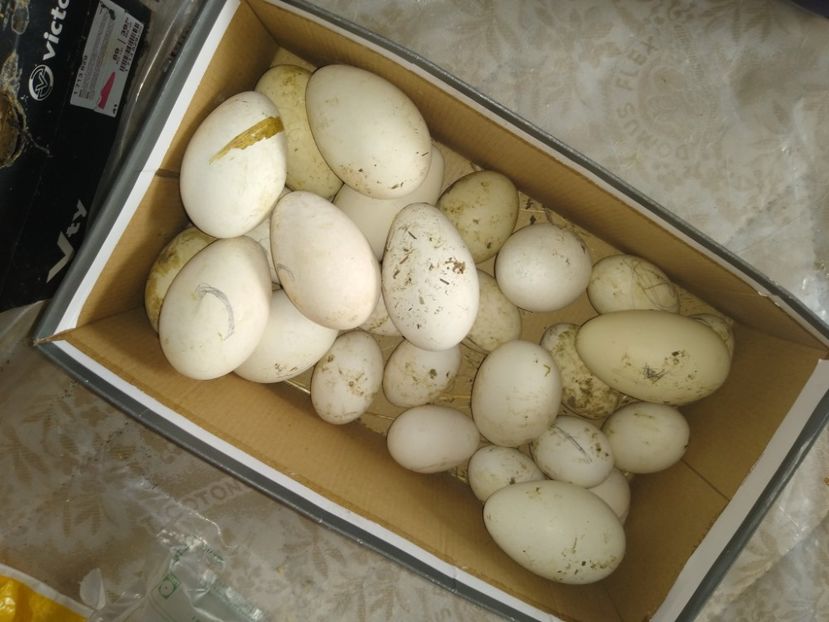  - Gâște africane 2019-2020-2021