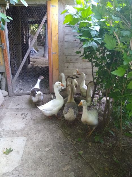  - Gâște africane 2019-2020-2021