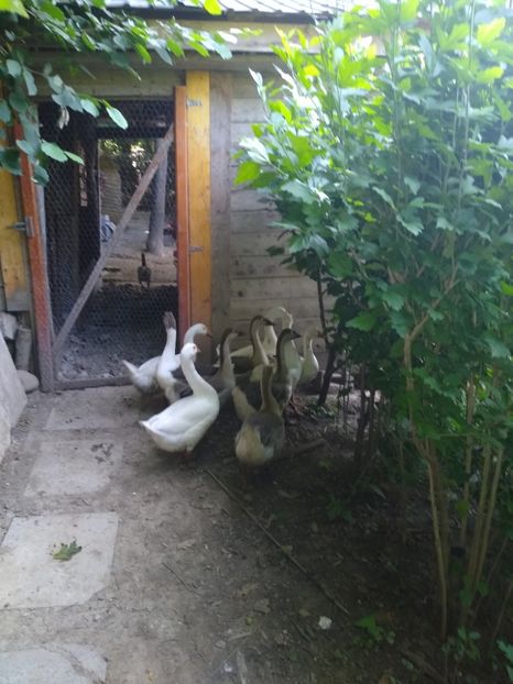  - Gâște africane 2019-2020-2021