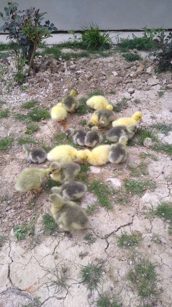  - Gâște africane 2019-2020-2021