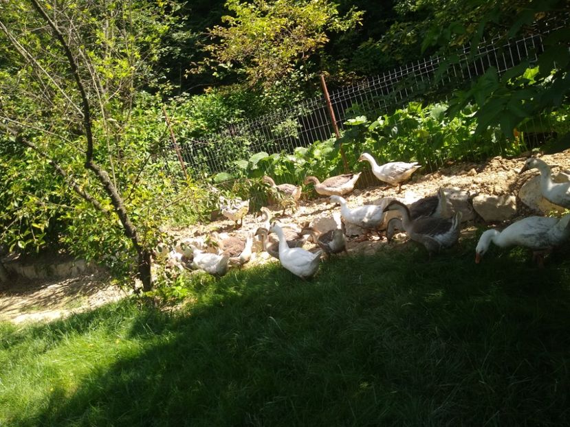  - Gâște africane 2019-2020-2021