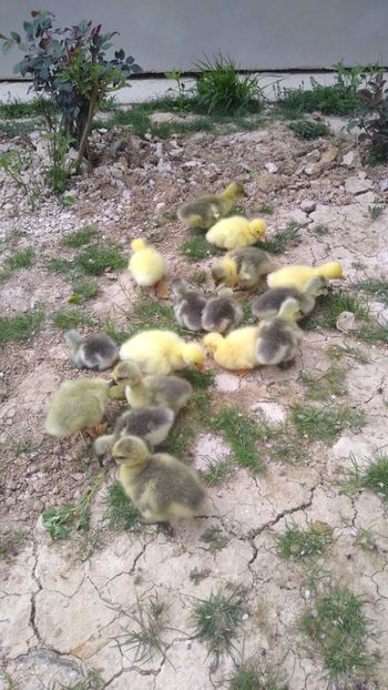  - Gâște africane 2019-2020-2021