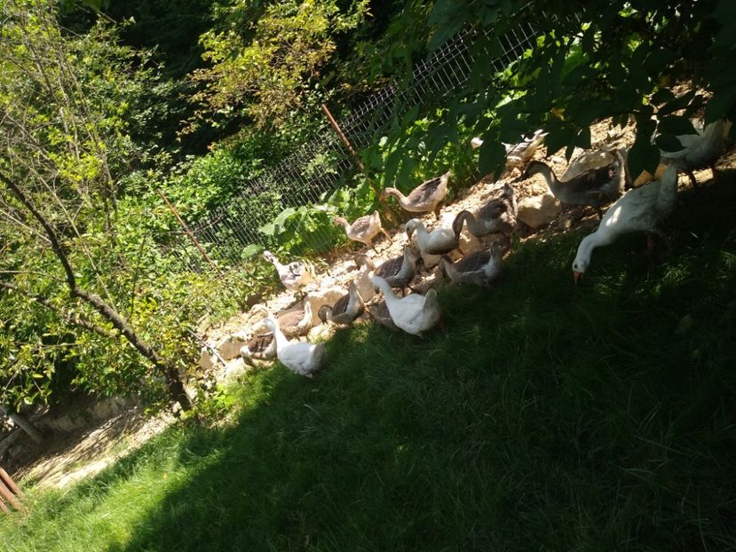  - Gâște africane 2019-2020-2021