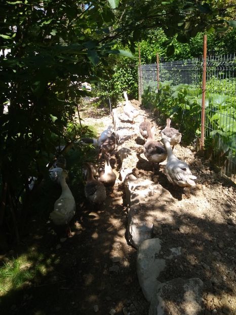  - Gâște africane 2019-2020-2021