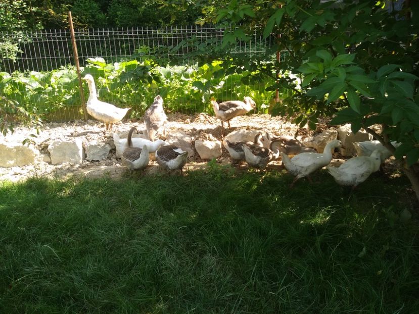  - Gâște africane 2019-2020-2021