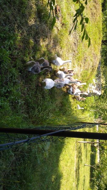  - Gâște africane 2019-2020-2021