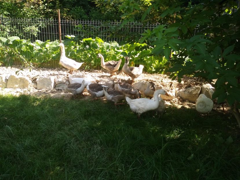  - Gâște africane 2019-2020-2021