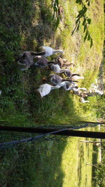  - Gâște africane 2019-2020-2021