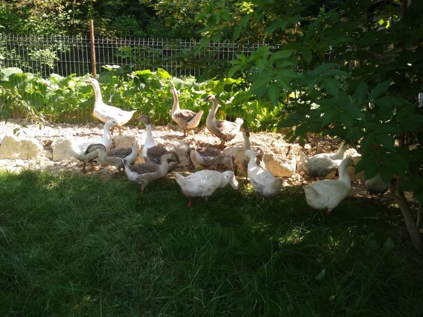  - Gâște africane 2019-2020-2021