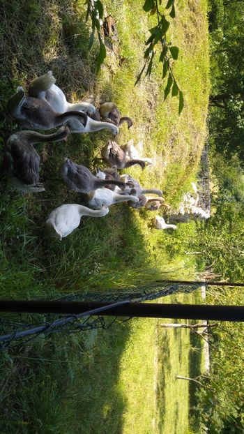  - Gâște africane 2019-2020-2021