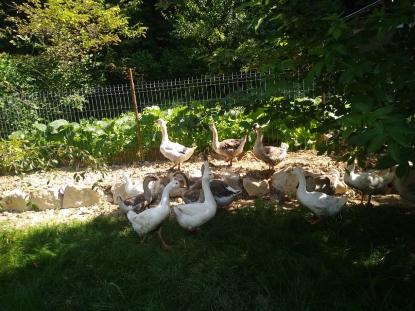  - Gâște africane 2019-2020-2021
