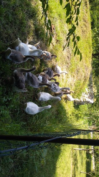  - Gâște africane 2019-2020-2021