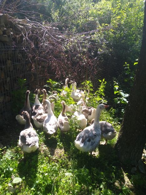  - Gâște africane 2019-2020-2021