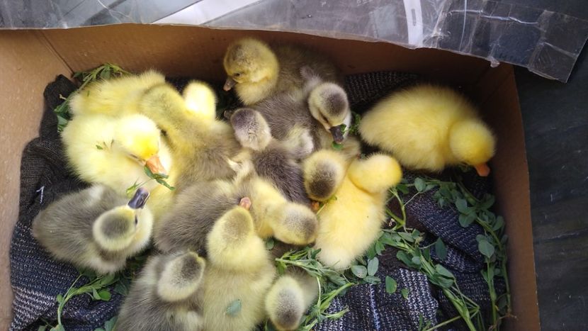  - Gâște africane 2019-2020-2021