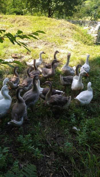  - Gâște africane 2019-2020-2021