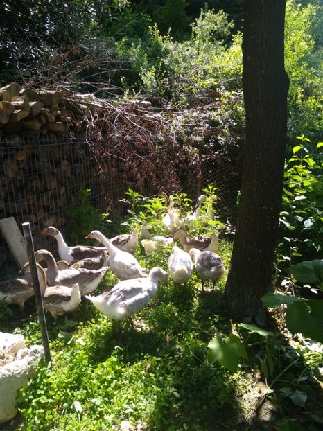  - Gâște africane 2019-2020-2021