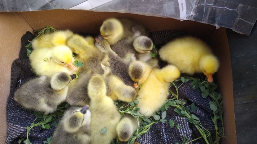  - Gâște africane 2019-2020-2021