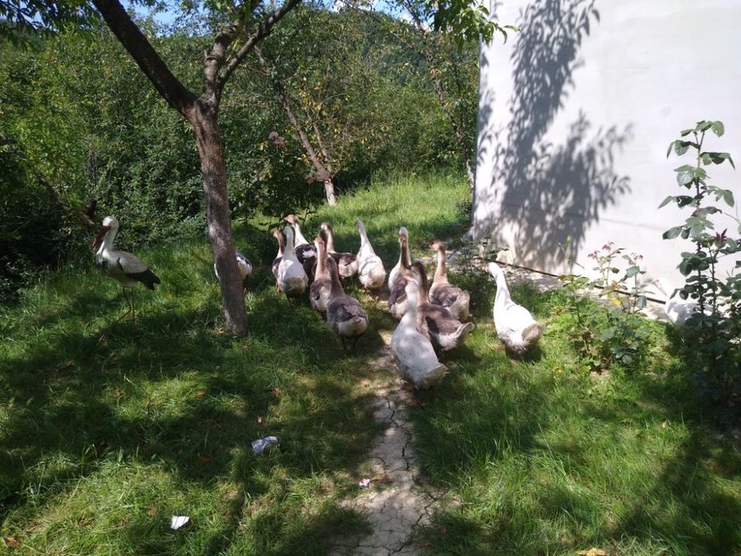  - Gâște africane 2019-2020-2021