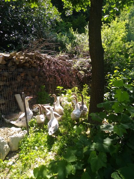  - Gâște africane 2019-2020-2021