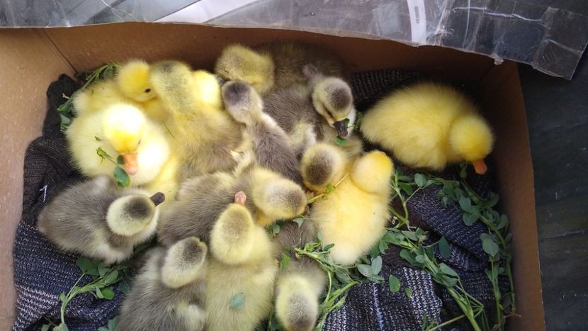  - Gâște africane 2019-2020-2021