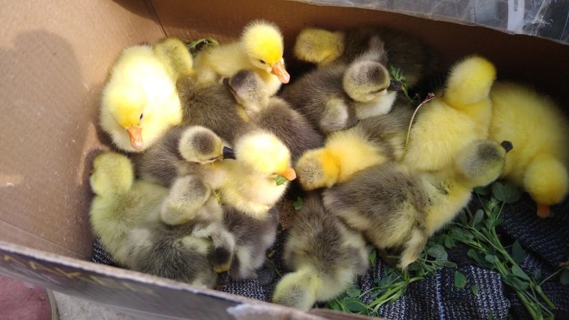  - Gâște africane 2019-2020-2021