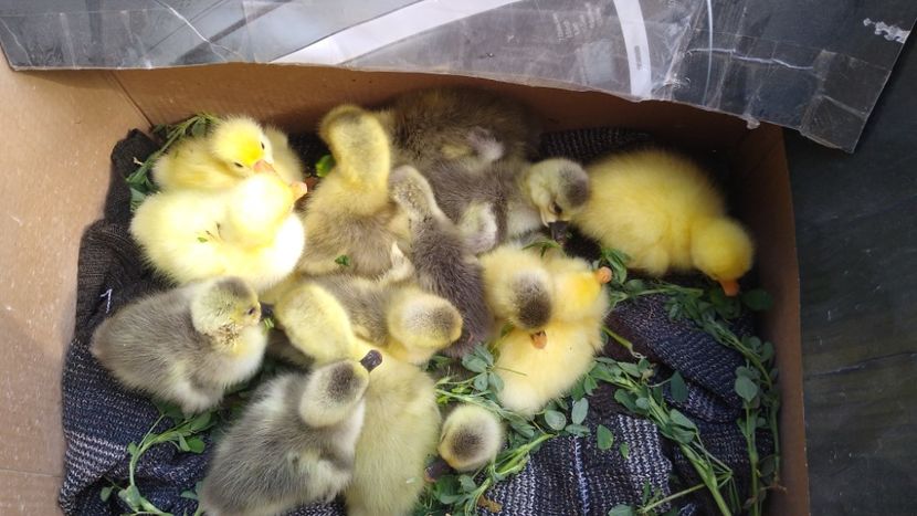  - Gâște africane 2019-2020-2021