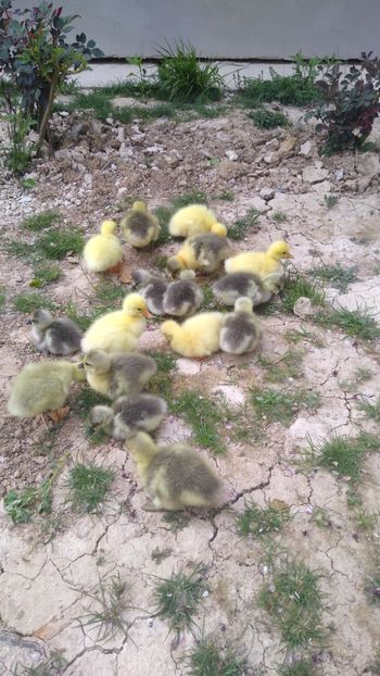  - Gâște africane 2019-2020-2021