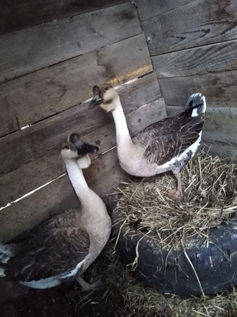  - Gâște africane 2019-2020-2021