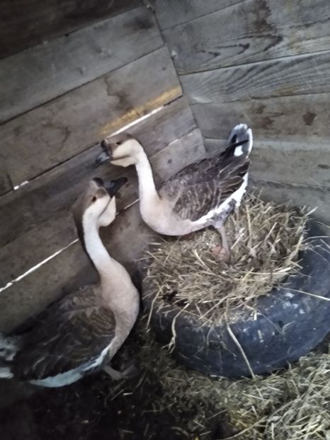  - Gâște africane 2019-2020-2021