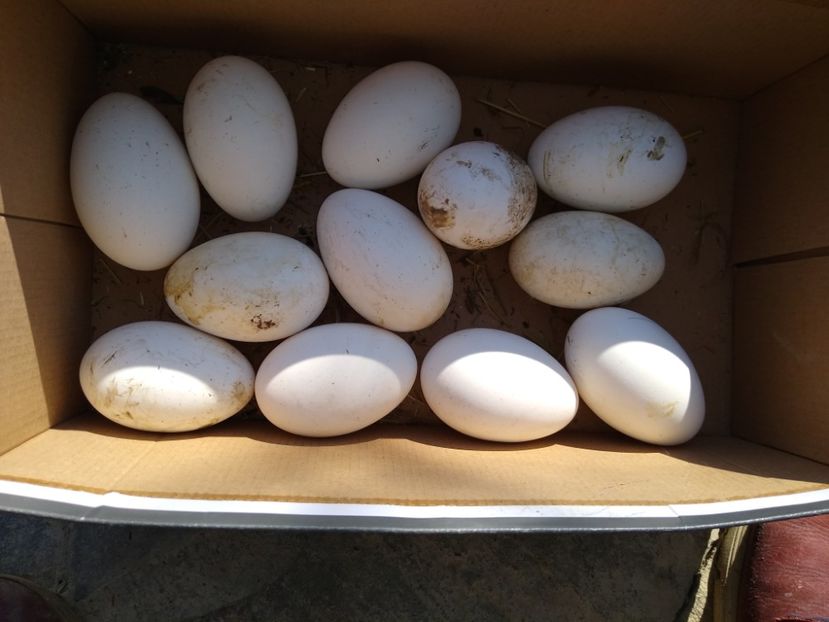  - Gâște africane 2019-2020-2021