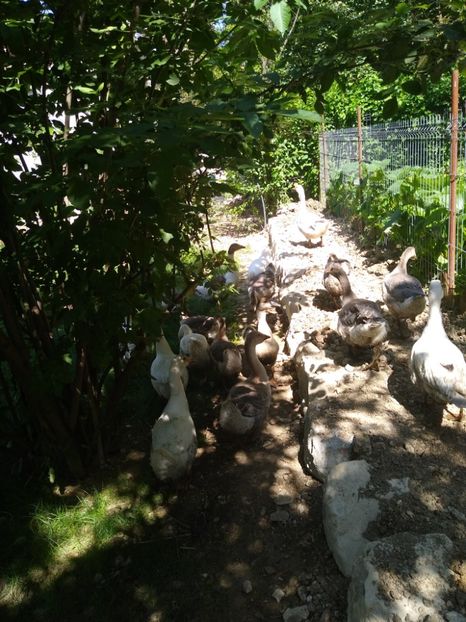  - Gâște africane 2019-2020-2021