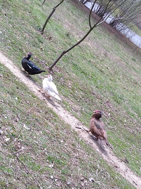  - ratele mele lesesti 2