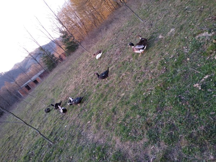  - ratele mele lesesti 2