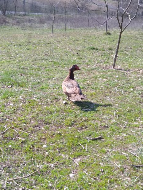  - ratele mele lesesti 2