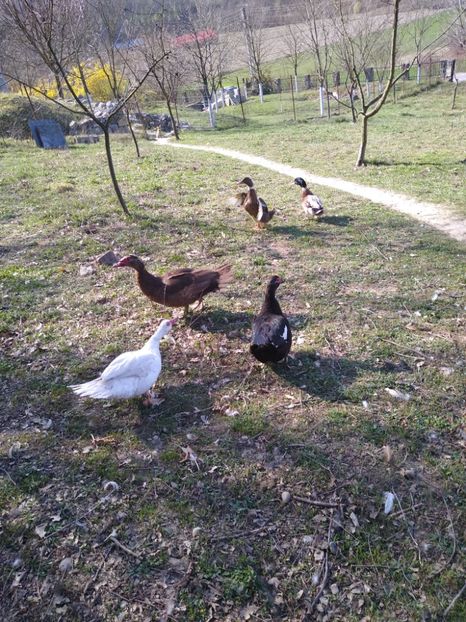  - ratele mele lesesti 2