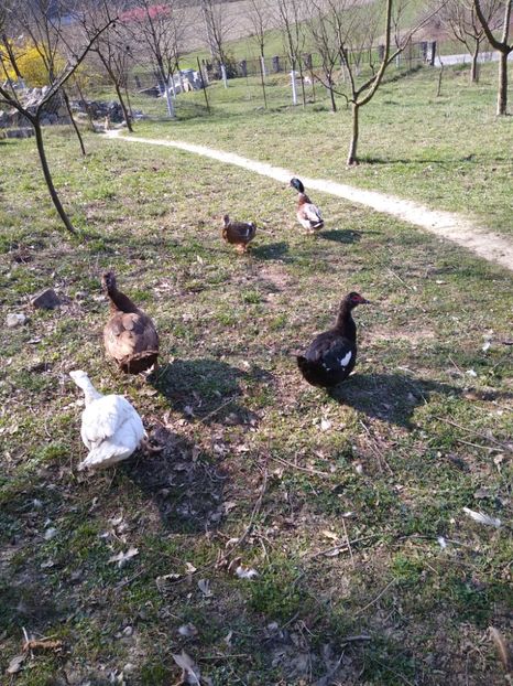  - ratele mele lesesti 2