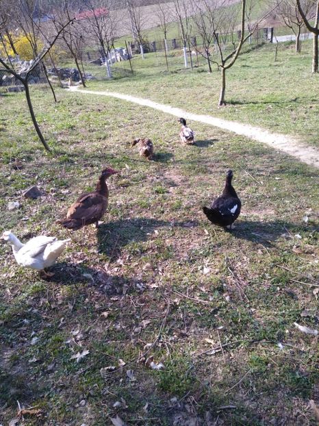  - ratele mele lesesti 2