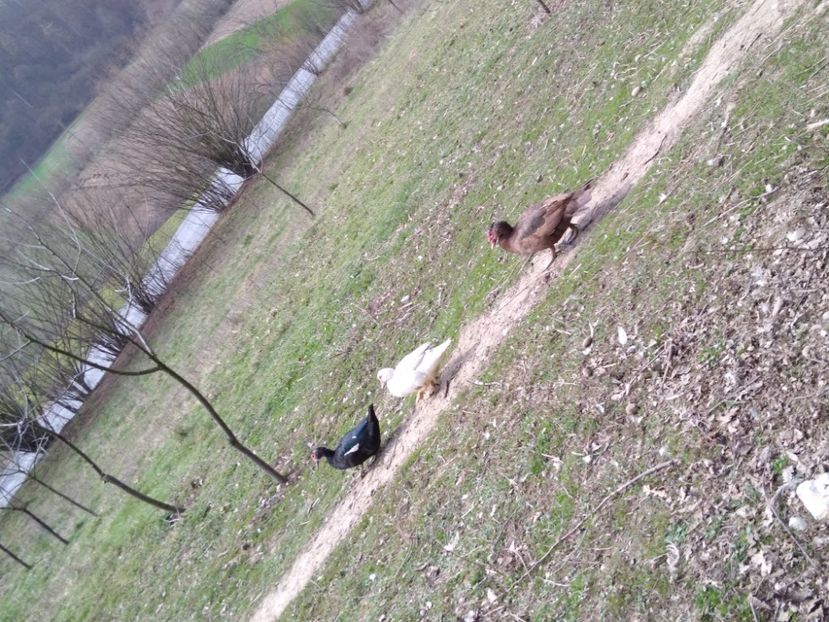  - ratele mele lesesti 2