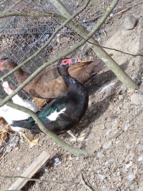  - ratele mele lesesti 2