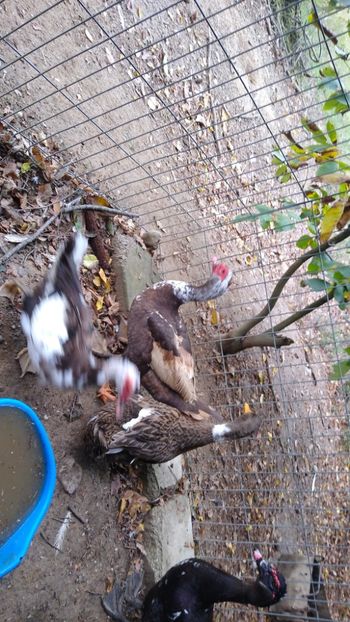  - ratele mele lesesti 2