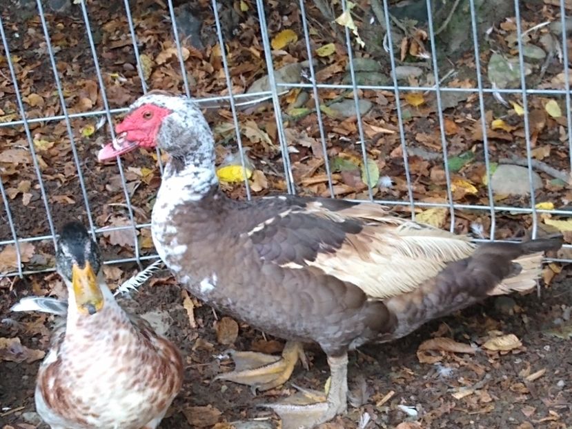  - ratele mele lesesti 2