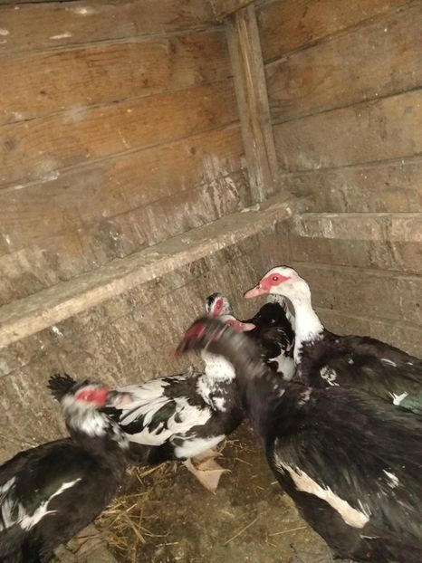  - ratele mele lesesti 2