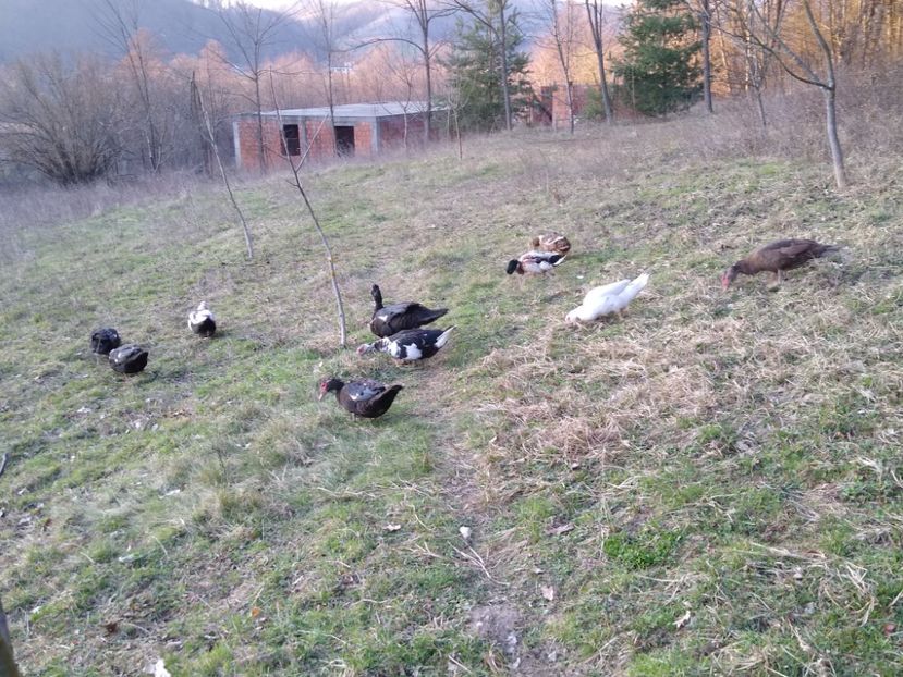  - ratele mele lesesti 2